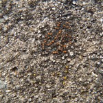 Caloplaca holocarpa
