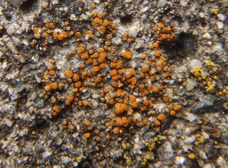 Caloplaca holocarpa