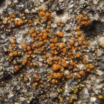 Caloplaca holocarpa