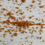 Caloplaca holocarpa