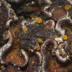 Caloplaca invadens