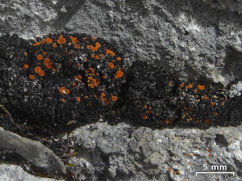 Caloplaca jungermanniae