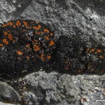 Caloplaca jungermanniae