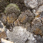 Caloplaca jungermanniae
