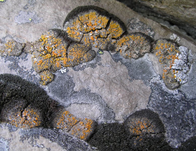 Caloplaca jungermanniae