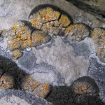 Caloplaca jungermanniae