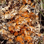 Caloplaca jungermanniae