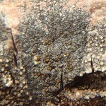 Caloplaca kamczatica