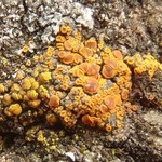 Caloplaca lignicola
