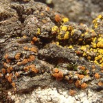 Caloplaca lignicola