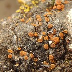 Caloplaca lignicola