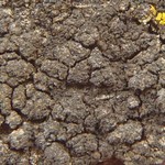 Caloplaca lignicola