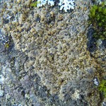 Caloplaca litoricola