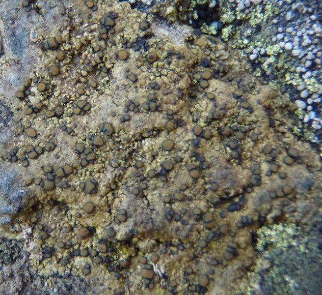 Caloplaca litoricola