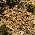 Caloplaca litoricola
