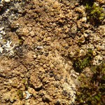 Caloplaca litoricola