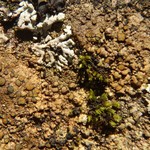 Caloplaca litoricola