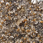 Caloplaca litoricola