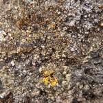 Caloplaca litoricola