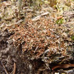 Caloplaca livida