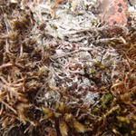 Caloplaca livida
