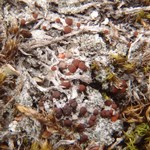 Caloplaca livida