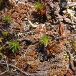 Caloplaca livida