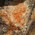 Caloplaca ludificans