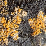 Caloplaca ludificans