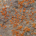 Caloplaca luteominia var. luteominia
