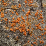 Caloplaca luteominia var. luteominia