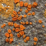 Caloplaca luteominia var. luteominia