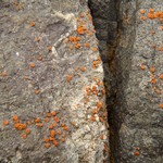 Caloplaca luteominia var. luteominia