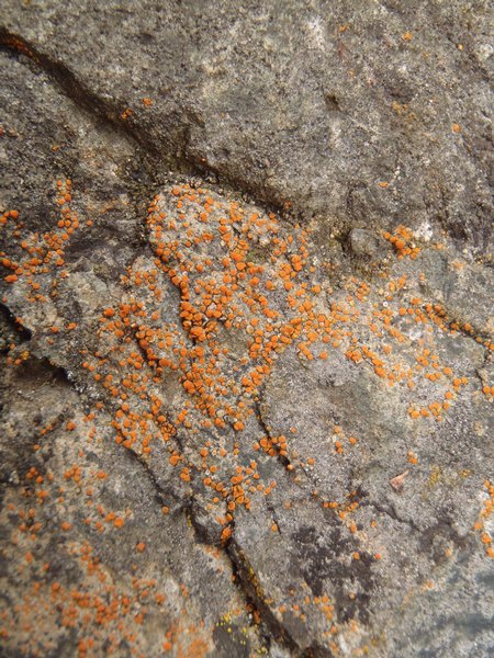 Caloplaca luteominia var. luteominia