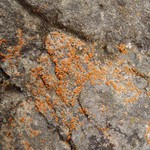 Caloplaca luteominia var. luteominia