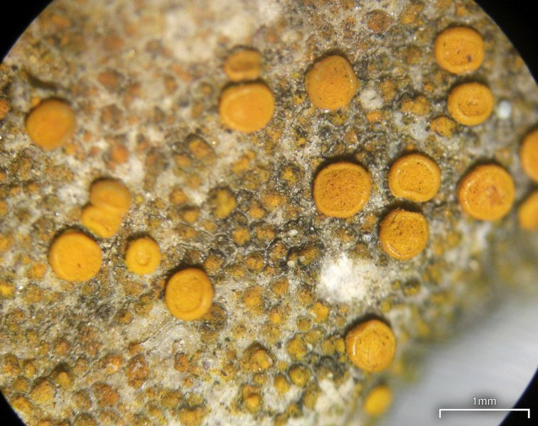 Caloplaca luteominia var. luteominia