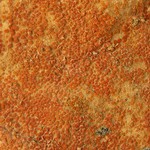 Caloplaca luteominia var. luteominia