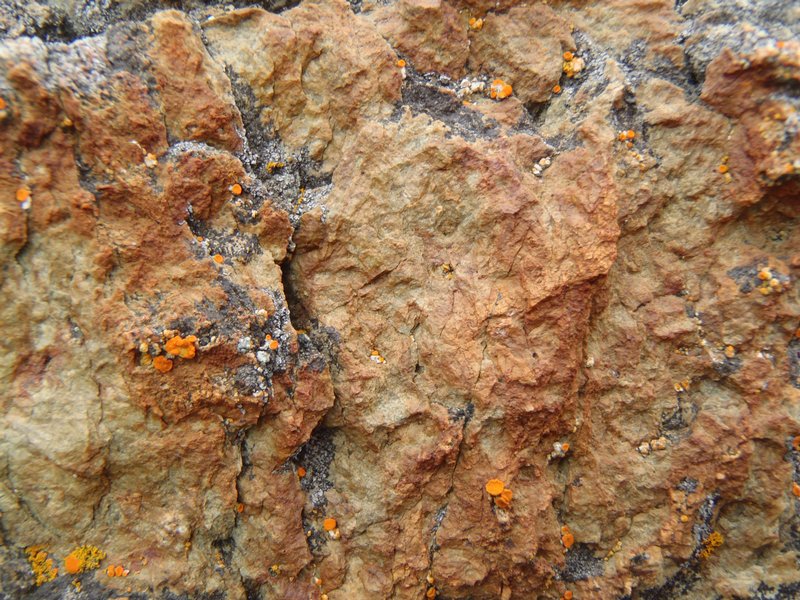 Caloplaca luteominia var. luteominia