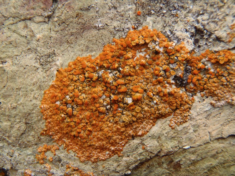 Caloplaca marina ssp. americana
