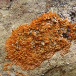 Caloplaca marina ssp. americana