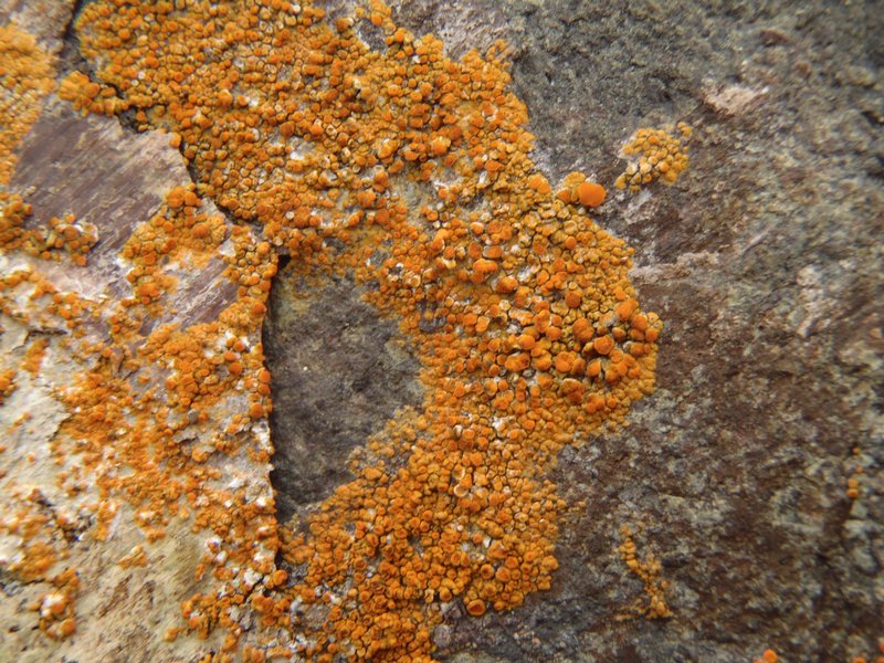Caloplaca marina ssp. americana
