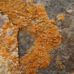 Caloplaca marina ssp. americana