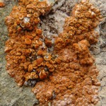 Caloplaca marina ssp. americana
