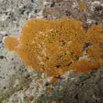 Caloplaca marina ssp. americana