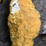 Caloplaca marina ssp. americana