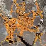 Caloplaca marina ssp. americana