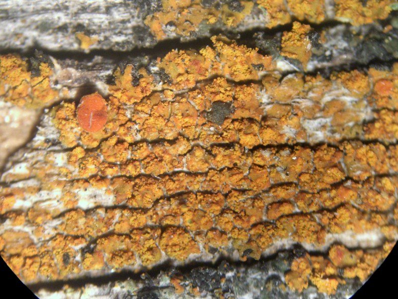 Caloplaca microphyllina