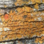 Caloplaca microphyllina