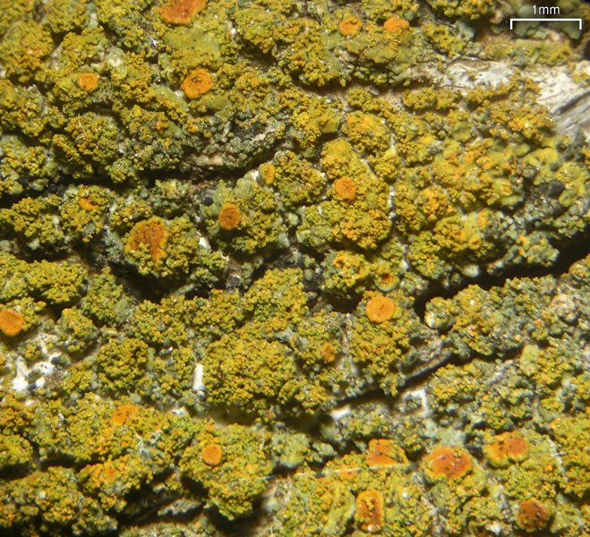 Caloplaca microphyllina