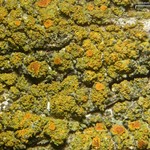 Caloplaca microphyllina